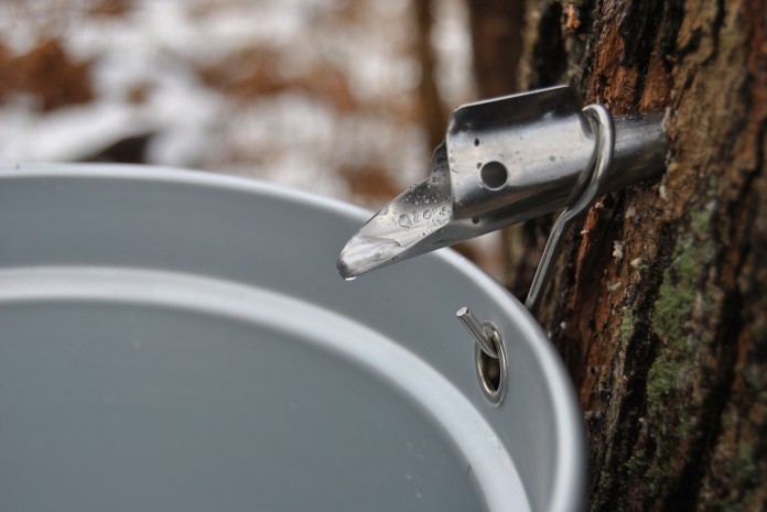 maple syrup making