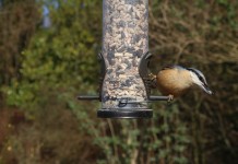 Birds don’t always need your help finding feed