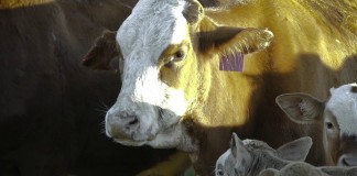 Cargill pasture perfect beef