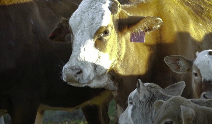 Cargill pasture perfect beef