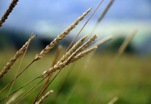 Data shows phosphorus levels in Ohio soil down