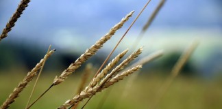 Data shows phosphorus levels in Ohio soil down