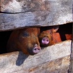 Big Food continues to profit as most farmers face bleak future