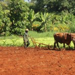 The Cuban ag reality plowing w oxen in Cuba