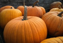 How to grow bigger, better pumpkins pumpkins
