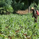 spraying at Cuban farm