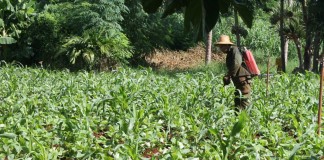 Cuban agriculture at a glance Cuban farm