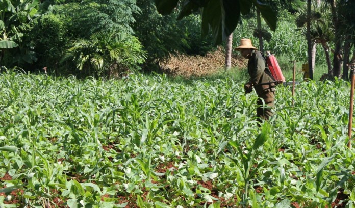 spraying at Cuban farm Cuban farm