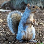 My ‘squirrelly’ wife is collecting walnuts