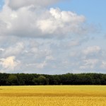 Grain market pessimism is hard to take wheat