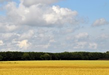 Reporting deadlines have changed wheat