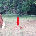 Black vulture Wickerham1