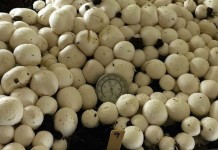 Gene-edited mushroom wins Penn State developer wins ‘Best of What’s New’ award