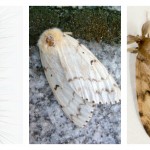 Gypsy moth header