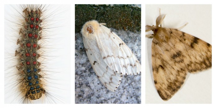 Gypsy moth