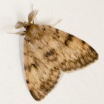 Gypsy moth male