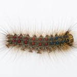 Gypsy moth caterpillar