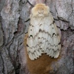Gypsy moth female egg mass