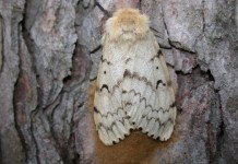 West Virginia Department of Agriculture proposes spraying for gypsy moths Gypsy moth female with egg mass