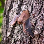 Helping bats come home to roost — and recover