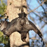 black vulture effigy