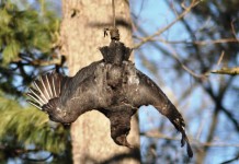 Are black vultures coming to a farm near you? black vulture effigy