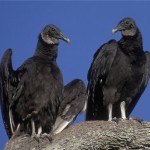 black vultures