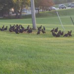 black vultures fairfield county