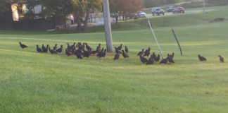 flock of black vultures