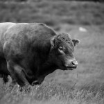 Genex to debut three new dairy health traits