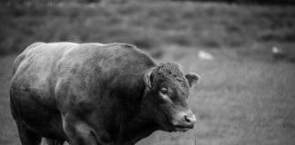 Genex to debut three new dairy health traits