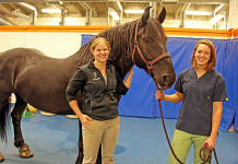 Canker hoof infection makes cranky horses canker hoof