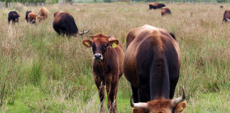 Country music star to highlight 2017 Appalachian Grazing Conference