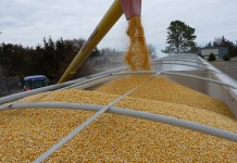 Are BMR corn hybrids more digestible?