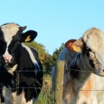 Feeding cull cows prior to sale may add more than you think