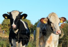 Feeding cull cows prior to sale may add more than you think