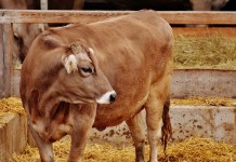Bovine TB identified in Michigan steer