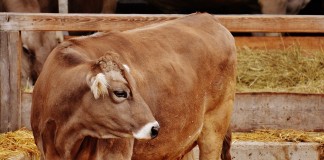 Bovine TB identified in Michigan steer