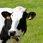 Ohio Holstein sale auctions 66 cow