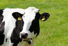 Ohio Holstein sale auctions 66 cow