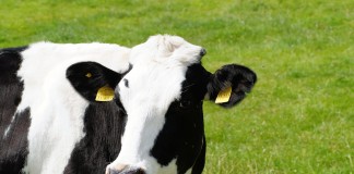 cow