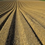 Soil microbes flourish with reduced tillage