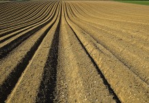 Soil microbes flourish with reduced tillage