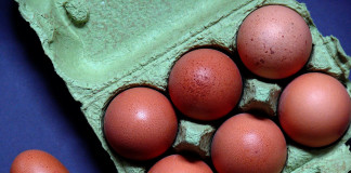 Eggs from small flocks more likely to contain salmonella