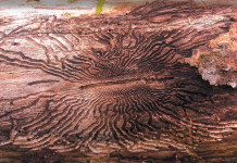 Penn State geneticists work to save ash trees emerald-ash-borer