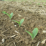 Crops improve, but prices drop emerging corn