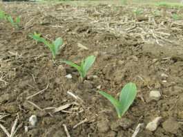 emerging corn