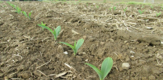 Agricultural Research & Testing buys S&R Consulting emerging corn