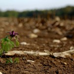 No-till conference celebrates 25 years Jan. 10-13