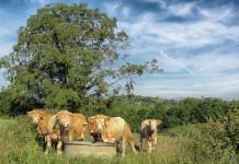 Land O’Lakes to purchase Southern States animal feed